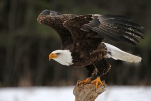 American Dream Homes in Southern Oregon