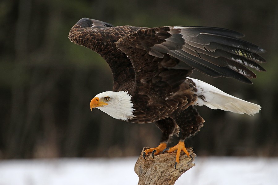 Bald Eagle Take-Off - Susan Jaeger and Marian Szewc